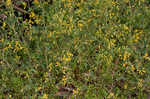 Yellow fumewort